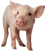 pig