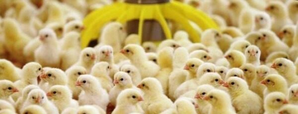 1681285745_animals-pibig-info-p-tsiplyata-na-ptitsefabrike-zhivotnie-oboi-25-2