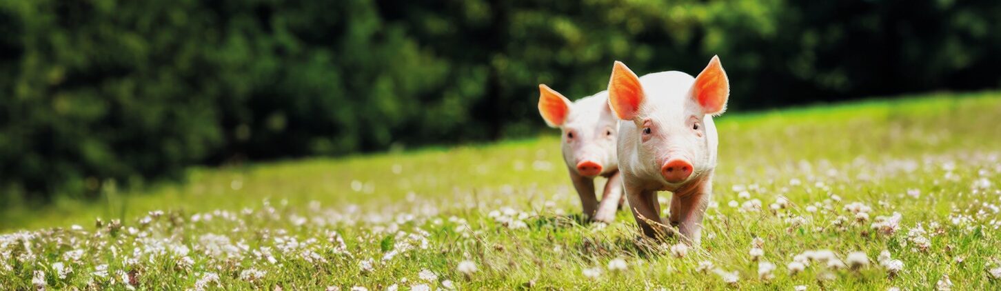 4xpigs-rozshyr-topaz-enhance-2