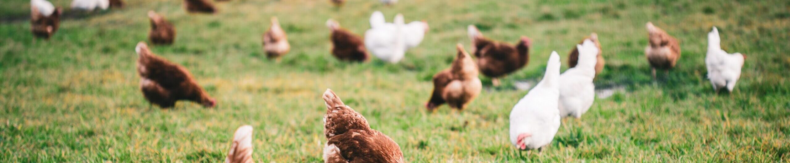 beautiful-shot-of-chickens-on-the-grass-in-the-farm