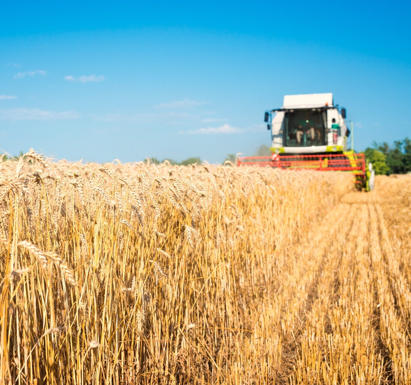 combine-harvester-working-wheat-field