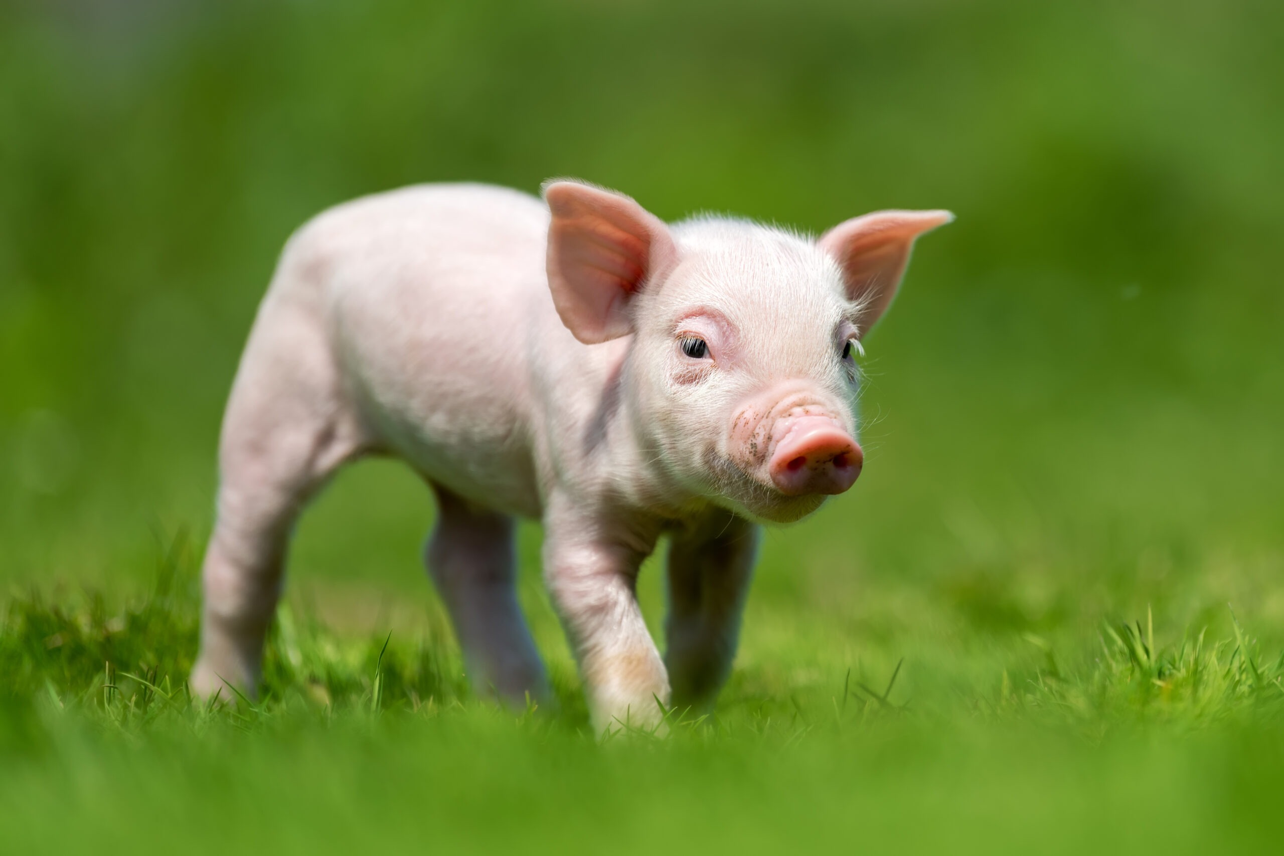 newborn-piglet-on-spring-green-grass