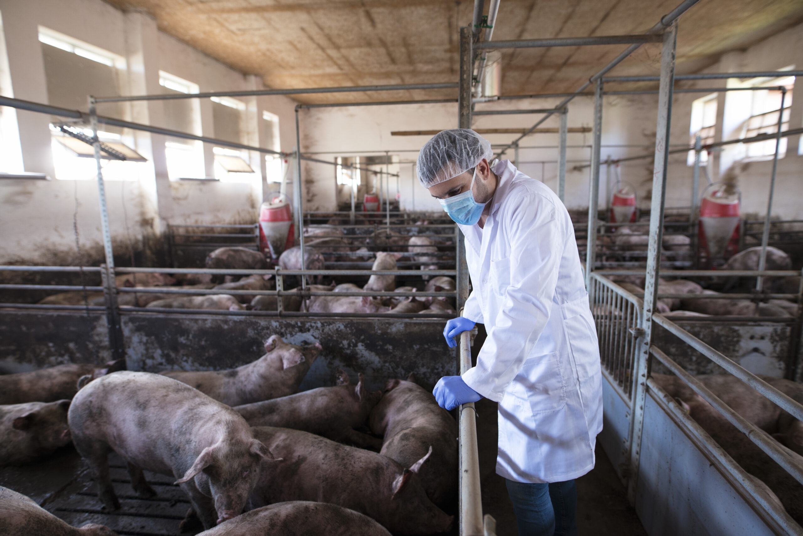 veterinarian-leaning-on-the-cage-fence-and-observing-pigs-at-pig-farm-and-checking-their-health-and-growth