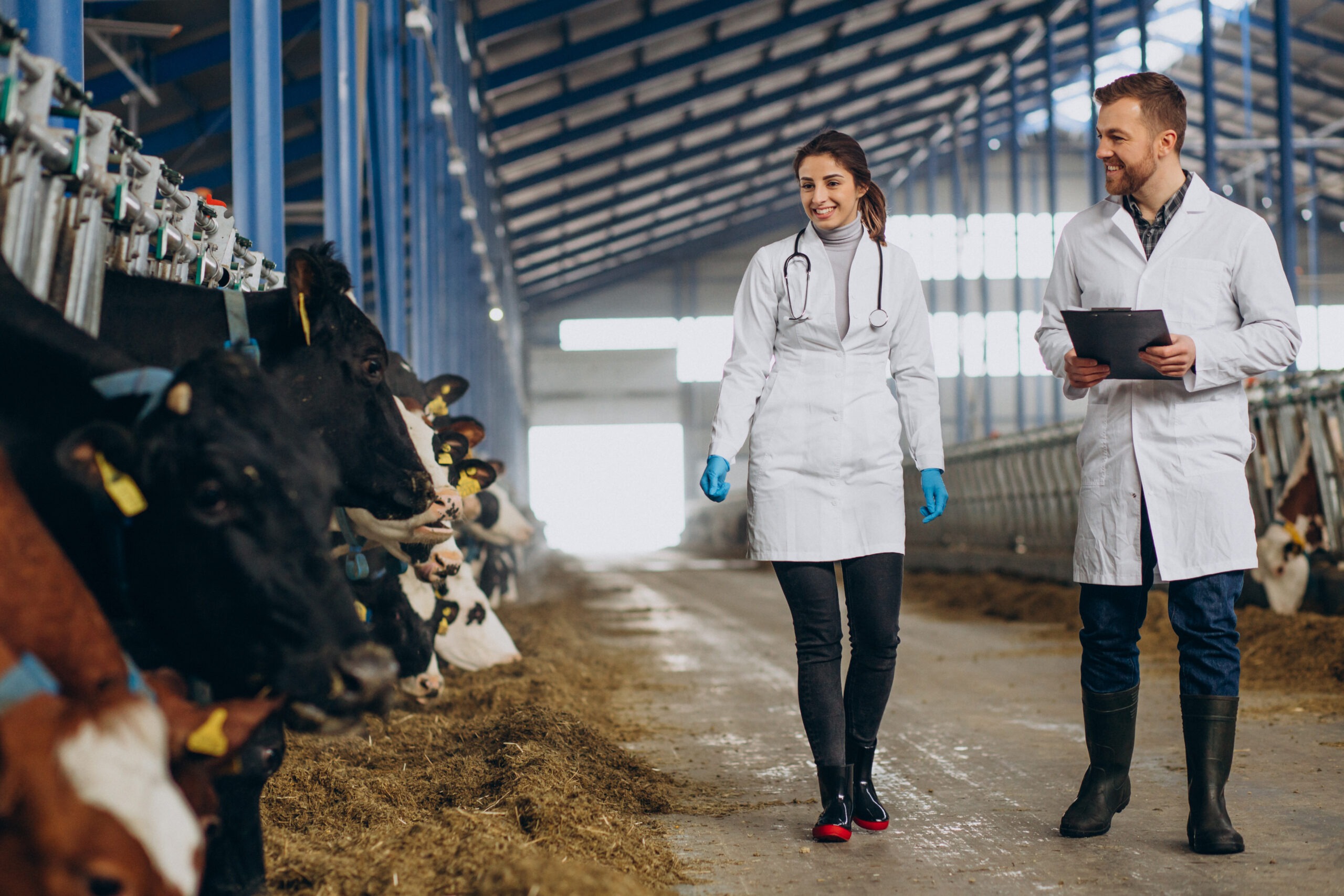 veterinary-at-the-farm-walking-in-cowshed-checking-the-cows
