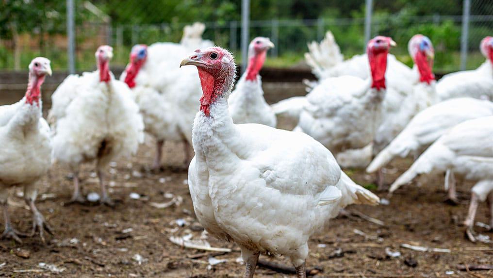Вибір формату розведення індиків