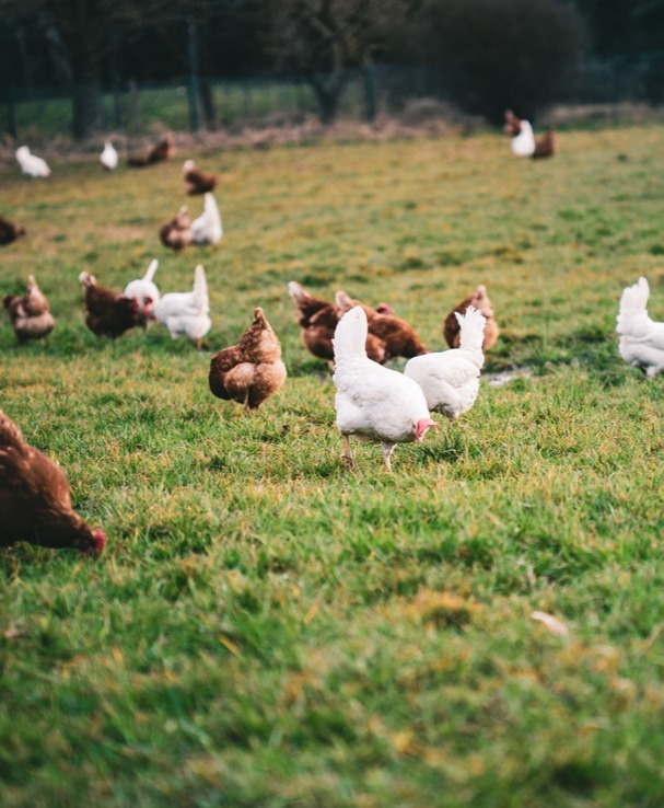 Премікси для птиці комплексні рішення для здоров'я та продуктивності
