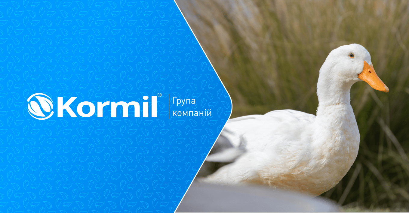 Банер для статті - Розведення качок як бізнес як почати та отримати прибуток