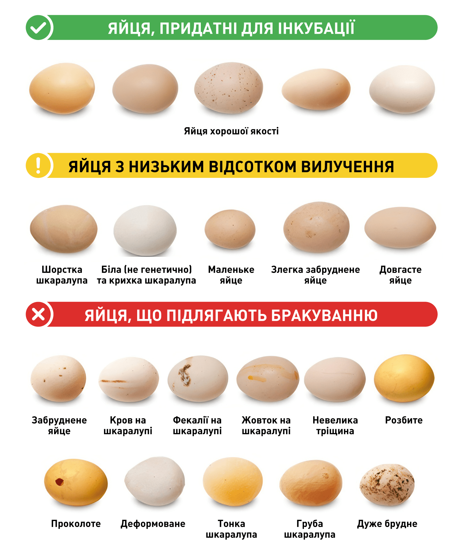 Плакат вибір яєць